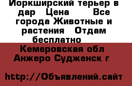 Йоркширский терьер в дар › Цена ­ 1 - Все города Животные и растения » Отдам бесплатно   . Кемеровская обл.,Анжеро-Судженск г.